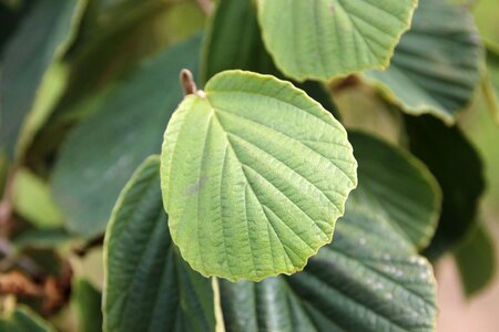 Hamamelis int. 'Westerstede' 100-125 cm container - afbeelding 2