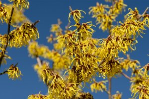 Hamamelis int. 'Westerstede' 100-125 cm container - afbeelding 3