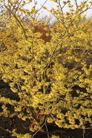 Hamamelis int. 'Westerstede' 100-125 cm container - afbeelding 4