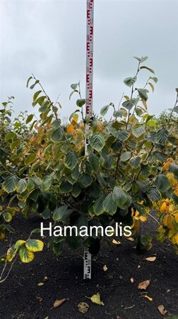 Hamamelis int. 'Westerstede' 125-150 cm met kluit