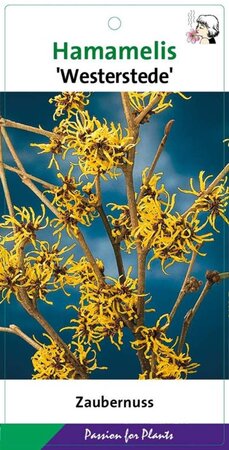 Hamamelis int. 'Westerstede' 30-40 cm cont. 3,0L