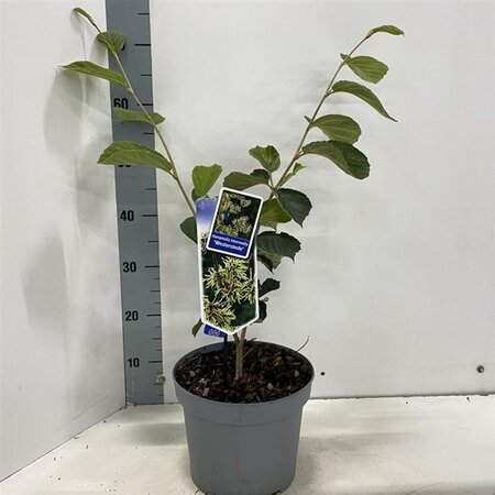 Hamamelis int. 'Westerstede' 30-40 cm cont. 5,0L - afbeelding 1