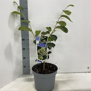 Hamamelis int. 'Westerstede' 30-40 cm cont. 5,0L