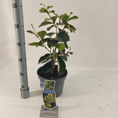 Hamamelis int. 'Westerstede' 30-40 cm cont. 5,0L - afbeelding 2