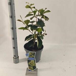 Hamamelis int. 'Westerstede' 30-40 cm cont. 5,0L - afbeelding 2