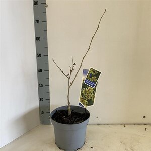 Hamamelis int. 'Westerstede' 30-40 cm cont. 5,0L - afbeelding 3