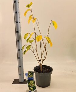 Hamamelis int. 'Westerstede' 30-40 cm cont. 5,0L - afbeelding 4