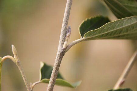 Hamamelis int. 'Westerstede' 40-60 cm cont. 5,0L - afbeelding 1