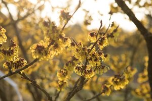 Hamamelis int. 'Westerstede' 40-60 cm cont. 5,0L - afbeelding 6