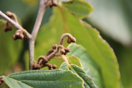Hamamelis int. 'Westerstede' 60-80 cm container - afbeelding 5
