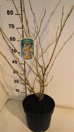 Hamamelis int. 'Westerstede' 80-100 cm cont. 7,5L
