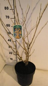 Hamamelis int. 'Westerstede' 80-100 cm cont. 7,5L