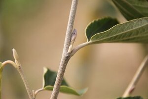 Hamamelis int. 'Westerstede' 80-100 cm container