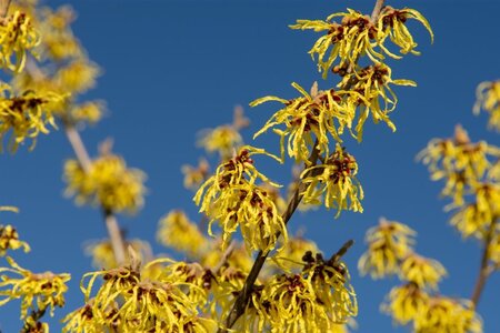 Hamamelis int. 'Westerstede' 80-100 cm container - afbeelding 8