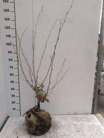 Hamamelis int. 'Westerstede' 80-100 cm met kluit - afbeelding 2