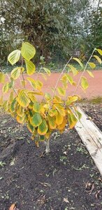 Hamamelis int. 'Westerstede' 80-100 cm met kluit