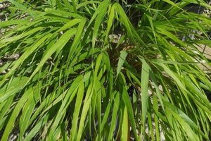 Hakonechloa macra 'Nicolas' geen maat specificatie 0,55L/P9cm
