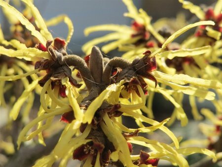 Hamamelis virginiana 60-80 cm container - afbeelding 1