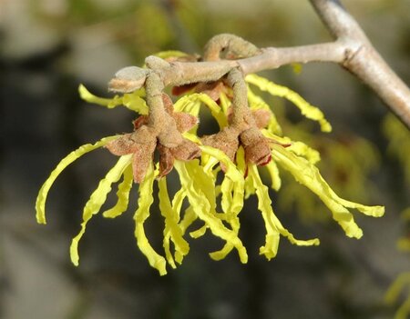 Hamamelis virginiana 60-80 cm container - afbeelding 2