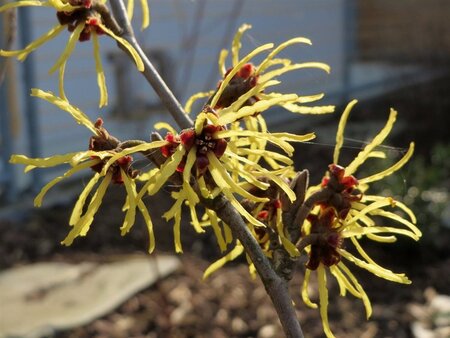 Hamamelis virginiana 60-80 cm container - afbeelding 4