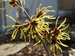 Hamamelis virginiana 60-80 cm container - afbeelding 4