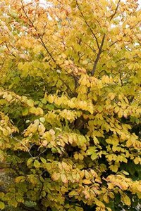 Hamamelis virginiana 60-80 cm container - afbeelding 5