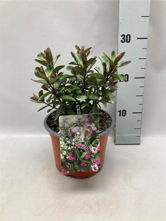 Hebe 'Autumn Blue' geen maat specificatie cont. 2,0L