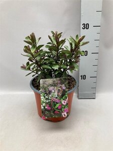 Hebe 'Autumn Blue' geen maat specificatie cont. 2,0L