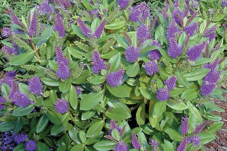 Hebe 'Autumn Glory' 20-25 cm container