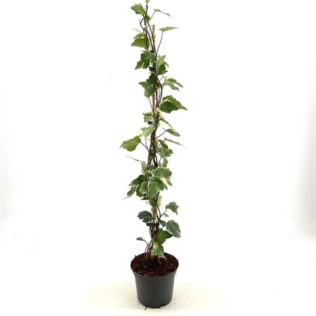 Hedera alg. 'Gloire de Marengo' 60-80 cm cont. 2,0L