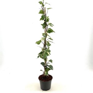 Hedera alg. 'Gloire de Marengo' 60-80 cm cont. 2,0L