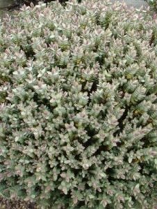 Hebe albicans 20-25 cm cont. 3,0L