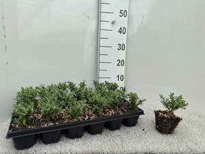 Hebe albicans geen maat specificatie 0,55L/P9cm - afbeelding 3