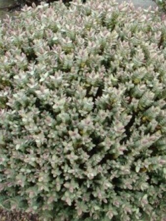 Hebe albicans geen maat specificatie 0,55L/P9cm - afbeelding 1