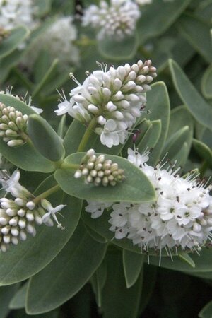 Hebe albicans geen maat specificatie 0,55L/P9cm - afbeelding 2