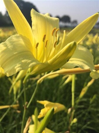 Hemerocallis altissima geen maat specificatie 0,55L/P9cm - afbeelding 1