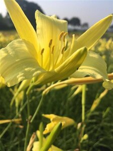 Hemerocallis altissima geen maat specificatie 0,55L/P9cm