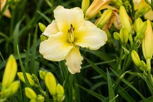 Hemerocallis 'Arctic Snow' geen maat specificatie 0,55L/P9cm