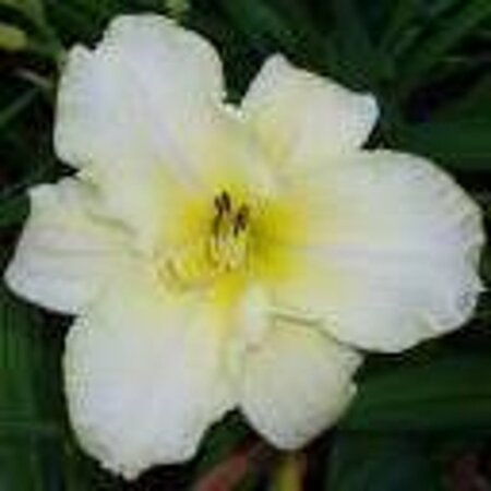 Hemerocallis 'Arctic Snow' geen maat specificatie 0,55L/P9cm - afbeelding 3