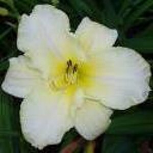 Hemerocallis 'Arctic Snow' geen maat specificatie 0,55L/P9cm - afbeelding 3