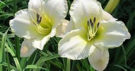 Hemerocallis 'Arctic Snow' geen maat specificatie 0,55L/P9cm - afbeelding 4