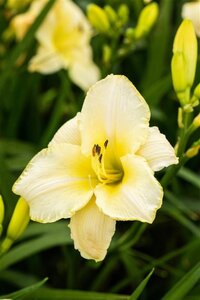 Hemerocallis 'Arctic Snow' geen maat specificatie 0,55L/P9cm - afbeelding 2