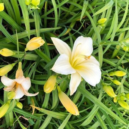 Hemerocallis 'Arctic Snow' geen maat specificatie 0,55L/P9cm - afbeelding 5