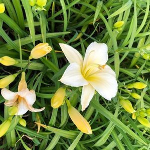 Hemerocallis 'Arctic Snow' geen maat specificatie 0,55L/P9cm - afbeelding 5