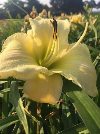Hemerocallis 'Arctic Snow' geen maat specificatie 0,55L/P9cm - afbeelding 3