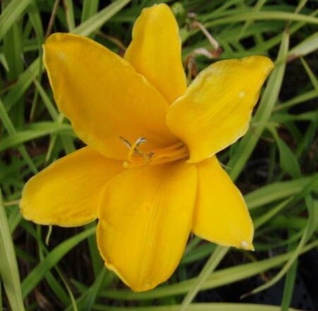 Hemerocallis 'Aten' geen maat specificatie 0,55L/P9cm - afbeelding 2
