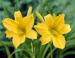Hemerocallis 'Aten' geen maat specificatie 0,55L/P9cm - afbeelding 2