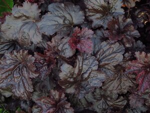 Heuchera 'Black Sea' geen maat specificatie 0,55L/P9cm - afbeelding 4