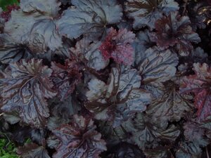 Heuchera 'Black Sea' geen maat specificatie 0,55L/P9cm - afbeelding 7