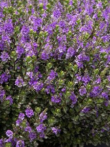 Hebe 'Champion' geen maat specificatie cont. 3,0L